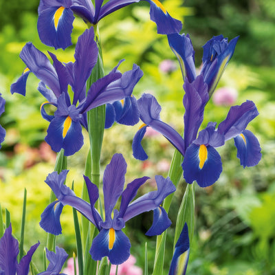 Dutch Iris Discovery 2 Pkdirdis 2026 - Garden Express Australia