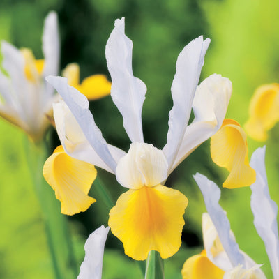 Dutch Iris Apollo 2 Pkdirapo 2026 - Garden Express Australia