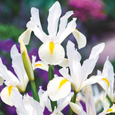 Dutch Iris Casablanca Pkdircas 2025 - Garden Express Australia