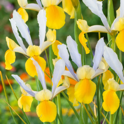 Dutch Iris Montecito 2 Pkdirmon 2026 - Garden Express Australia
