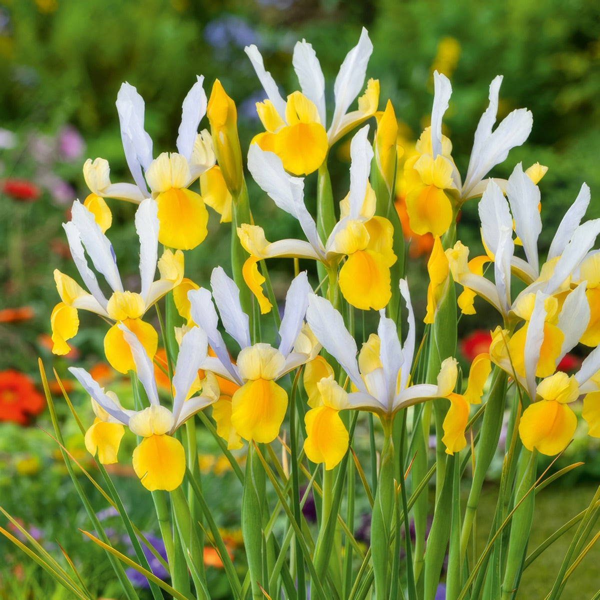 Dutch Iris Montecito 3 Pkdirmon 2026 - Garden Express Australia