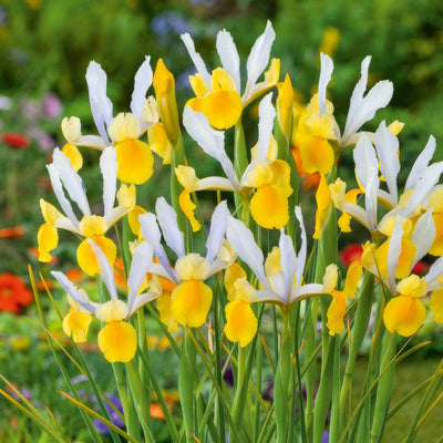 Dutch Iris Montecito 3 Pkdirmon 2026 - Garden Express Australia
