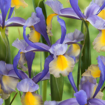 Dutch Iris Miss Saigon Pkdirmsa - Garden Express Australia