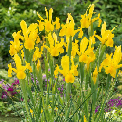 Dutch Iris Orange Beauty Pkdirobe 2026 - Garden Express Australia