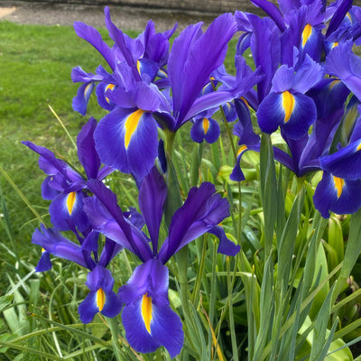 Dutch Iris Prof Blauw Pkdirpbl 2026 - Garden Express Australia
