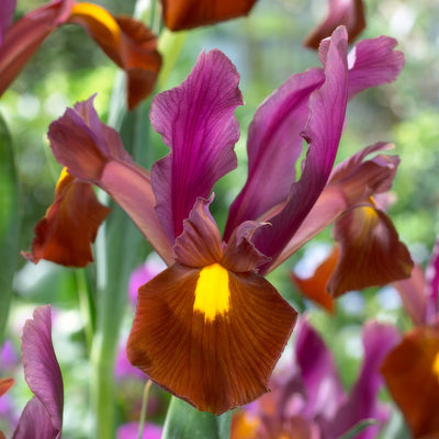Dutch Iris Red Ember 2 Pkdirrem 2026 - Garden Express Australia