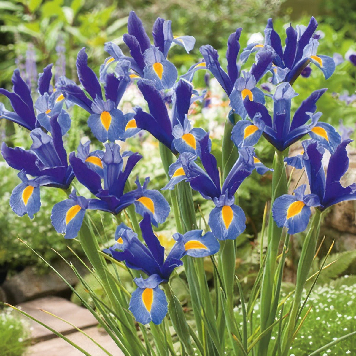 Dutch Iris Sapphire Beauty Pkdirsab 2017 - Garden Express Australia