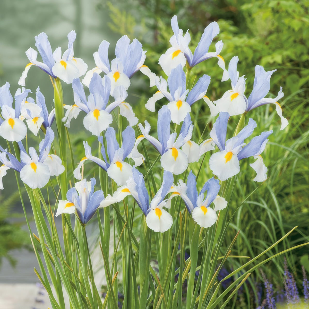 Dutch Iris Silvery Beauty 2 Pkdirsbe 2026 - Garden Express Australia