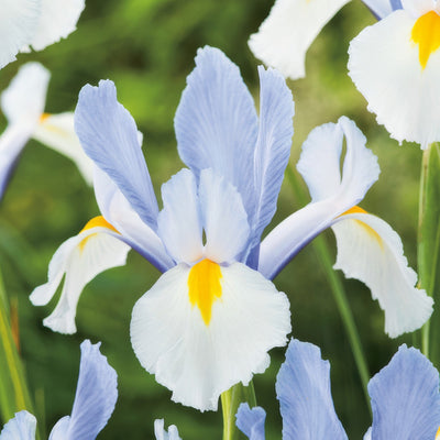 Dutch Iris Silvery Beauty Pkdirsbe 2026 - Garden Express Australia