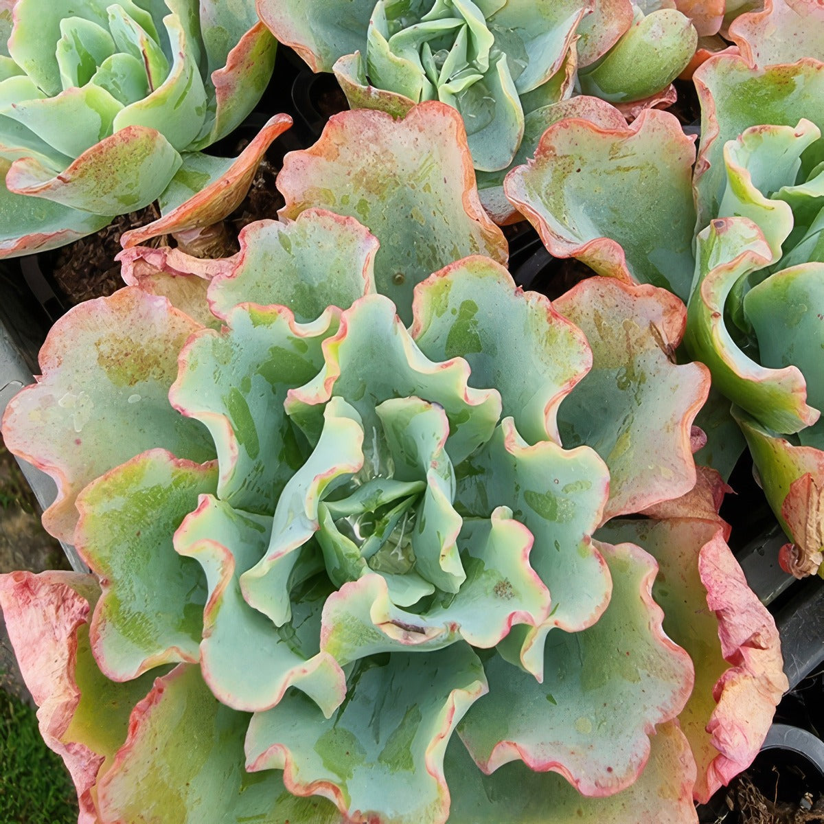 Echeveria Blue Butterfly P68echbbu - Garden Express Australia