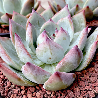 Echeveria Colorata X Lindsayana - Garden Express Australia