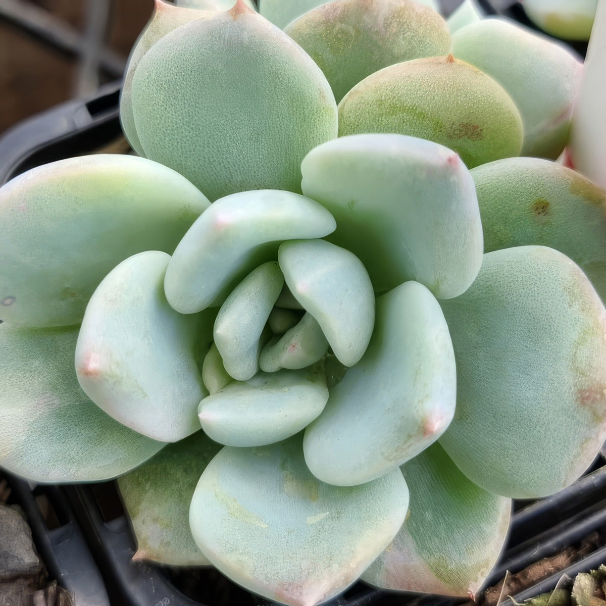 Echeveria Ghost P68echgho - Garden Express Australia