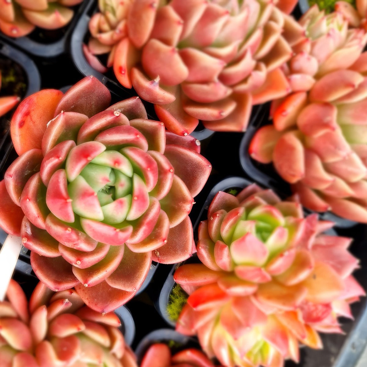 Echeveria Gilva P68echgil - Garden Express Australia