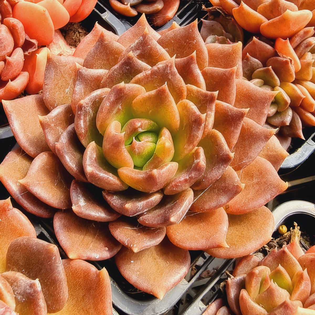 Echeveria Red Prince P68echrpr - Garden Express Australia