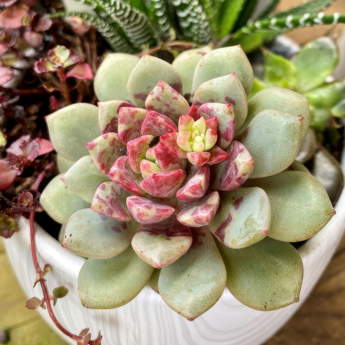 Echeveria Jelly Jam P68echjja - Garden Express Australia