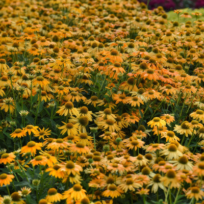 Echinacea Artisan Yellow Ombre - Garden Express Australia