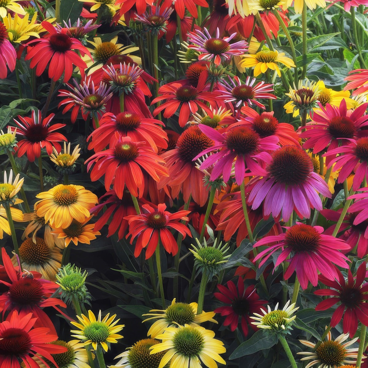 Echinacea Cheyenne Spirit Mixed P68echcsp - Garden Express Australia