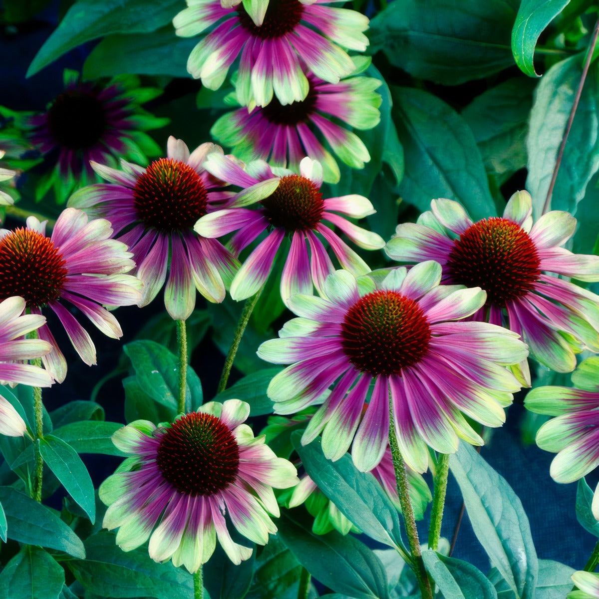 Echinacea Sweet Sandia - Garden Express Australia
