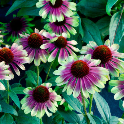 Echinacea Sweet Sandia - Garden Express Australia
