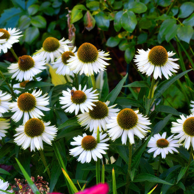 Echinacea White Meditation - Garden Express Australia