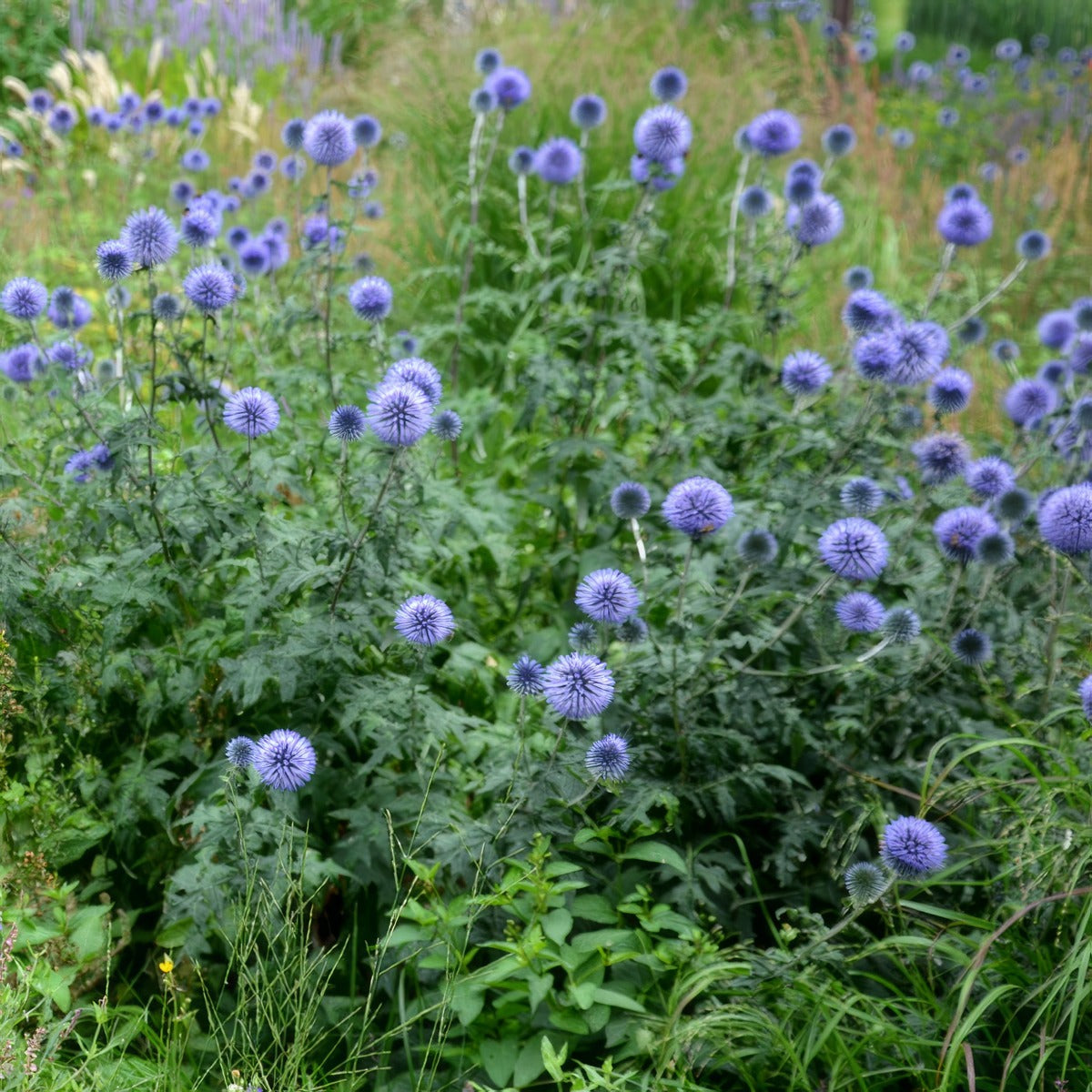 Echinops Ritro Blue Globe Thistle P68echrbl - Garden Express Australia
