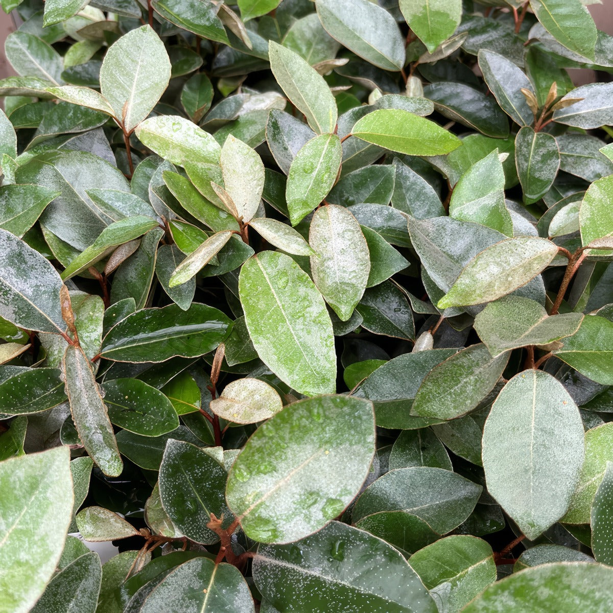Elaegnus Silverberry Lpoelasbr - Garden Express Australia