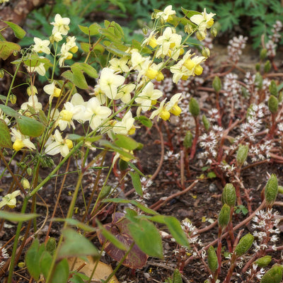 Epimedium Sulphureum - Garden Express Australia