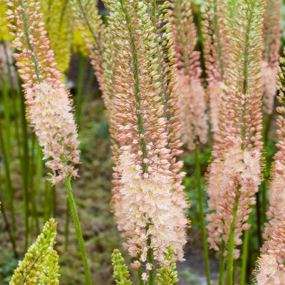 Eremurus Romance Pkererom - Garden Express Australia