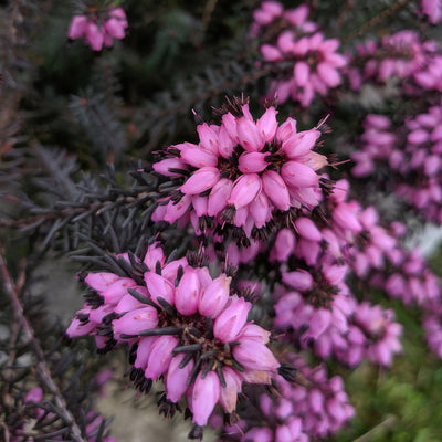 Erica Darley Dale - Garden Express Australia