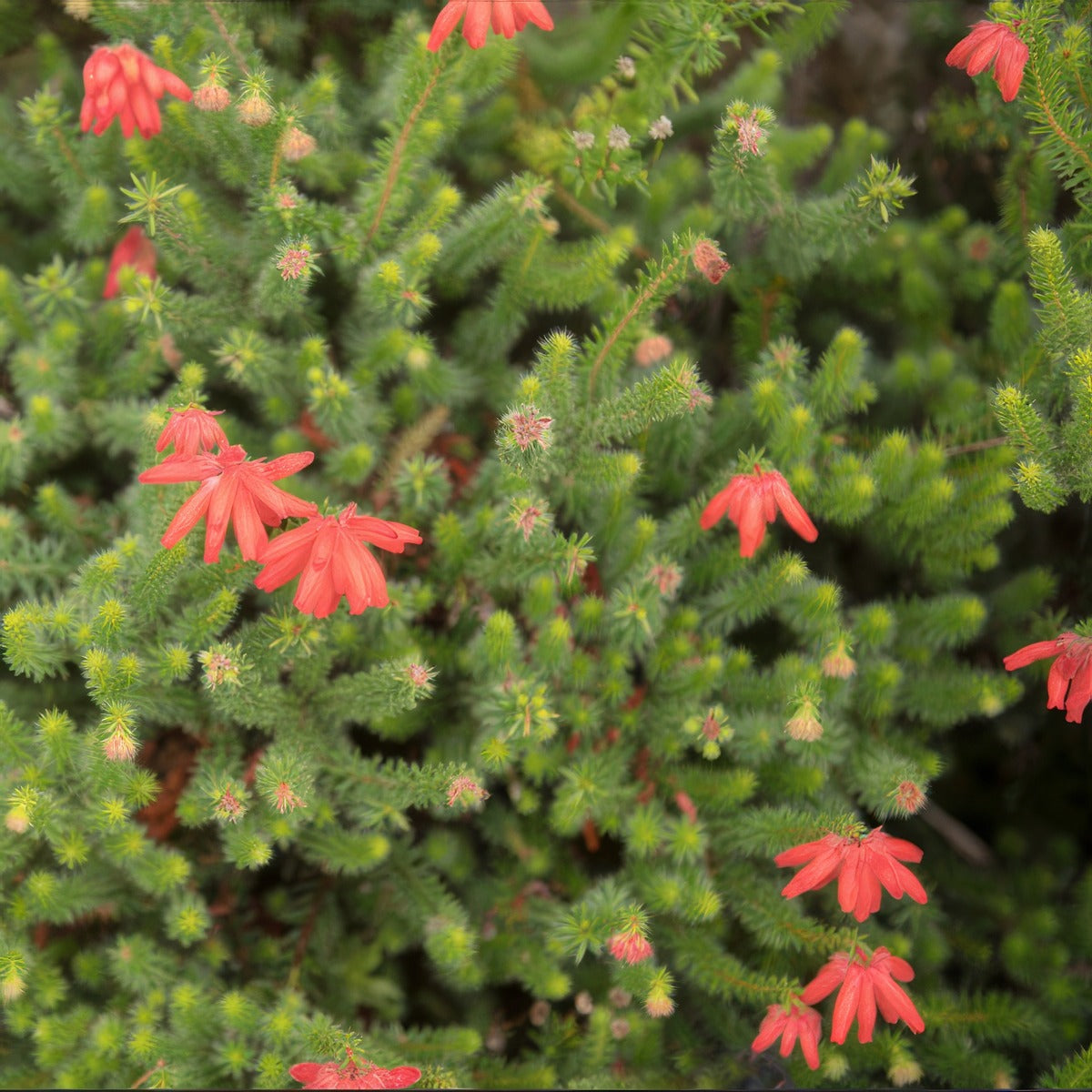 Erica Red 1 - Garden Express Australia