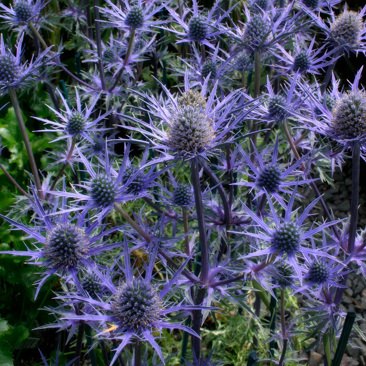 Eryngium Sea Holly Lapis Blue - Garden Express Australia