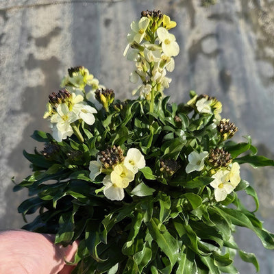 Erysimum Rhysi Moon - Garden Express Australia
