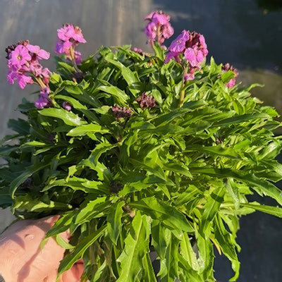 Erysimum Winter Joy - Garden Express Australia