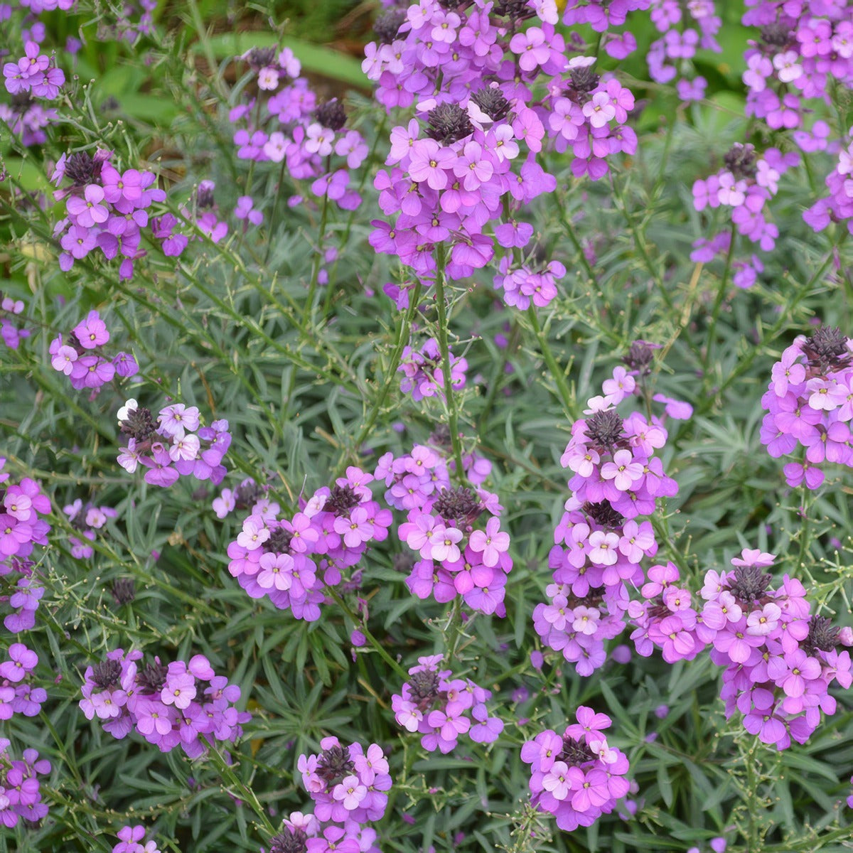 Erysimum Winter Joy P15erywjo - Garden Express Australia
