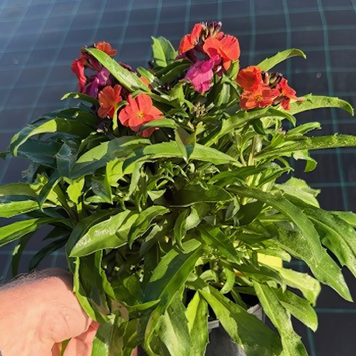 Erysimum Winter Party Pot - Garden Express Australia