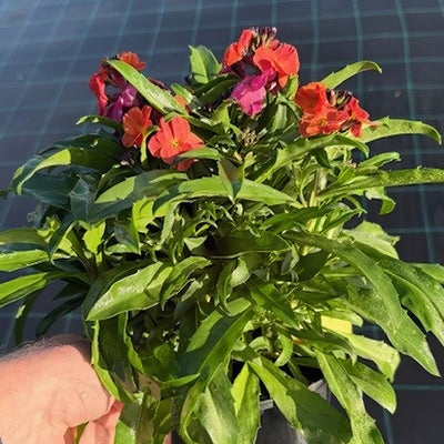 Erysimum Winter Party Pot - Garden Express Australia