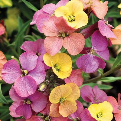 Erysimum Winter Party - Garden Express Australia