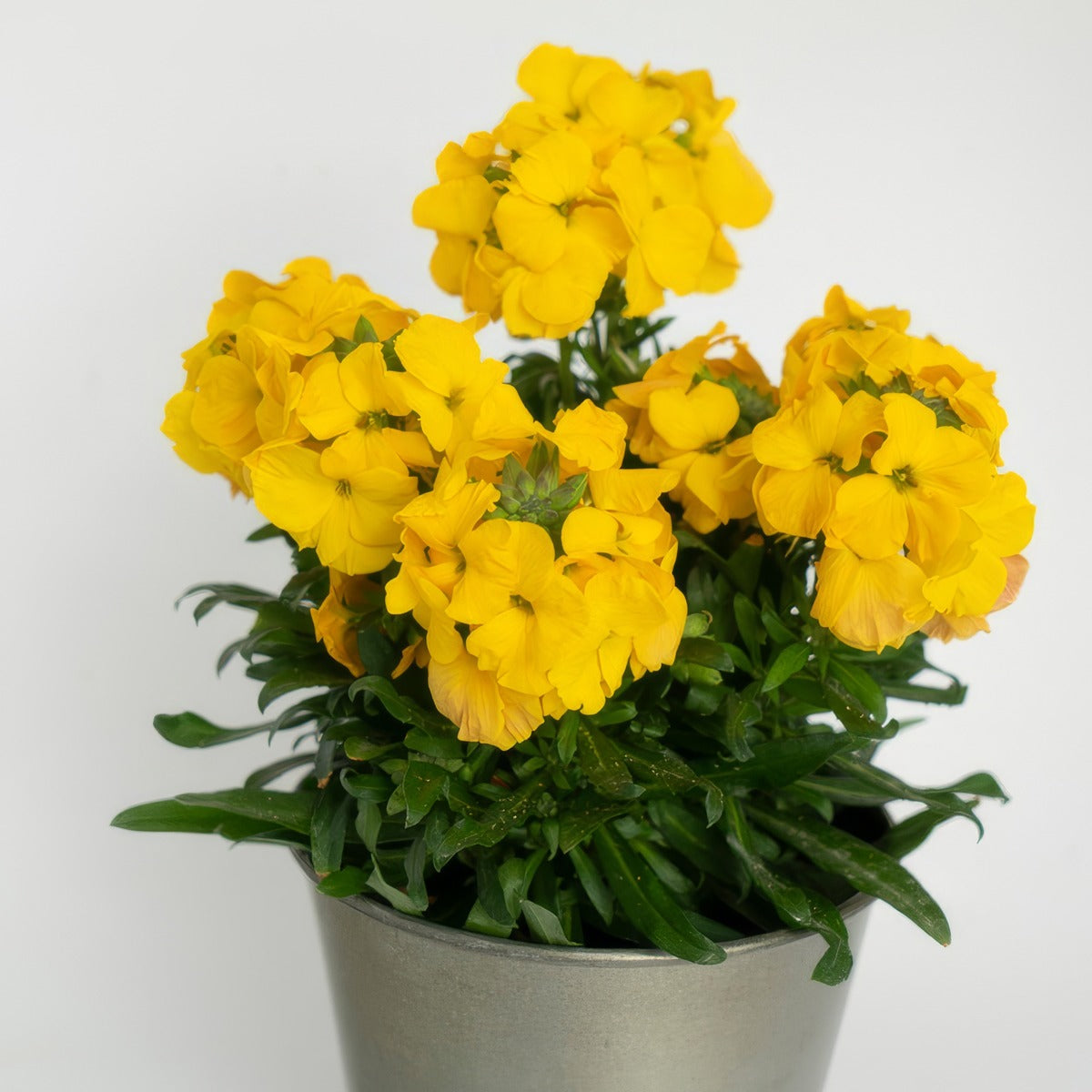 Erysimum Brightside Dark Yellow P68erybdy - Garden Express Australia