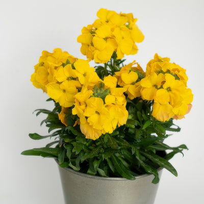 Erysimum Brightside Dark Yellow P68erybdy - Garden Express Australia