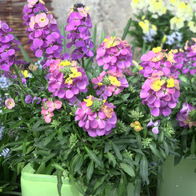 Erysimum Brightside Fuchsia Glow P68erybfg - Garden Express Australia