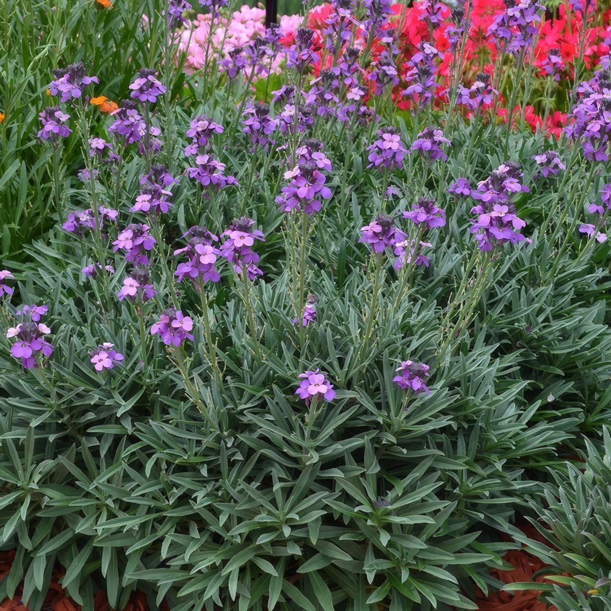 Erysimum Bowles Mauve P68erybma - Garden Express Australia
