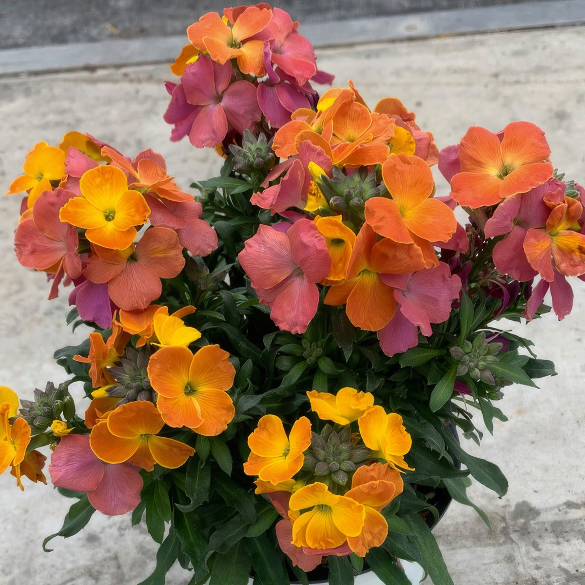 Erysimum Brightside Orange Glow P68erybog - Garden Express Australia