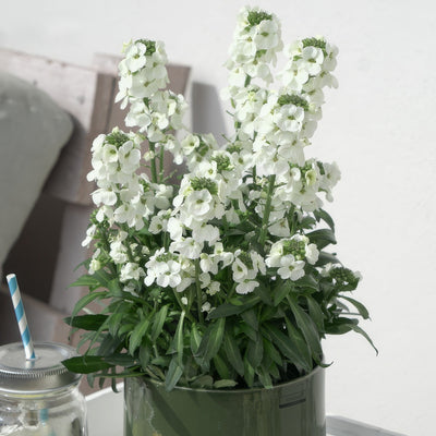 Erysimum Brightside White - Garden Express Australia