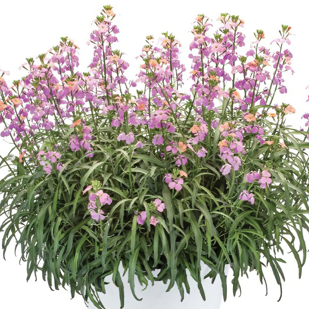 Erysium Sunstrong Bicolor Purple - Garden Express Australia