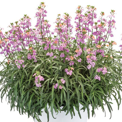 Erysium Sunstrong Bicolor Purple - Garden Express Australia