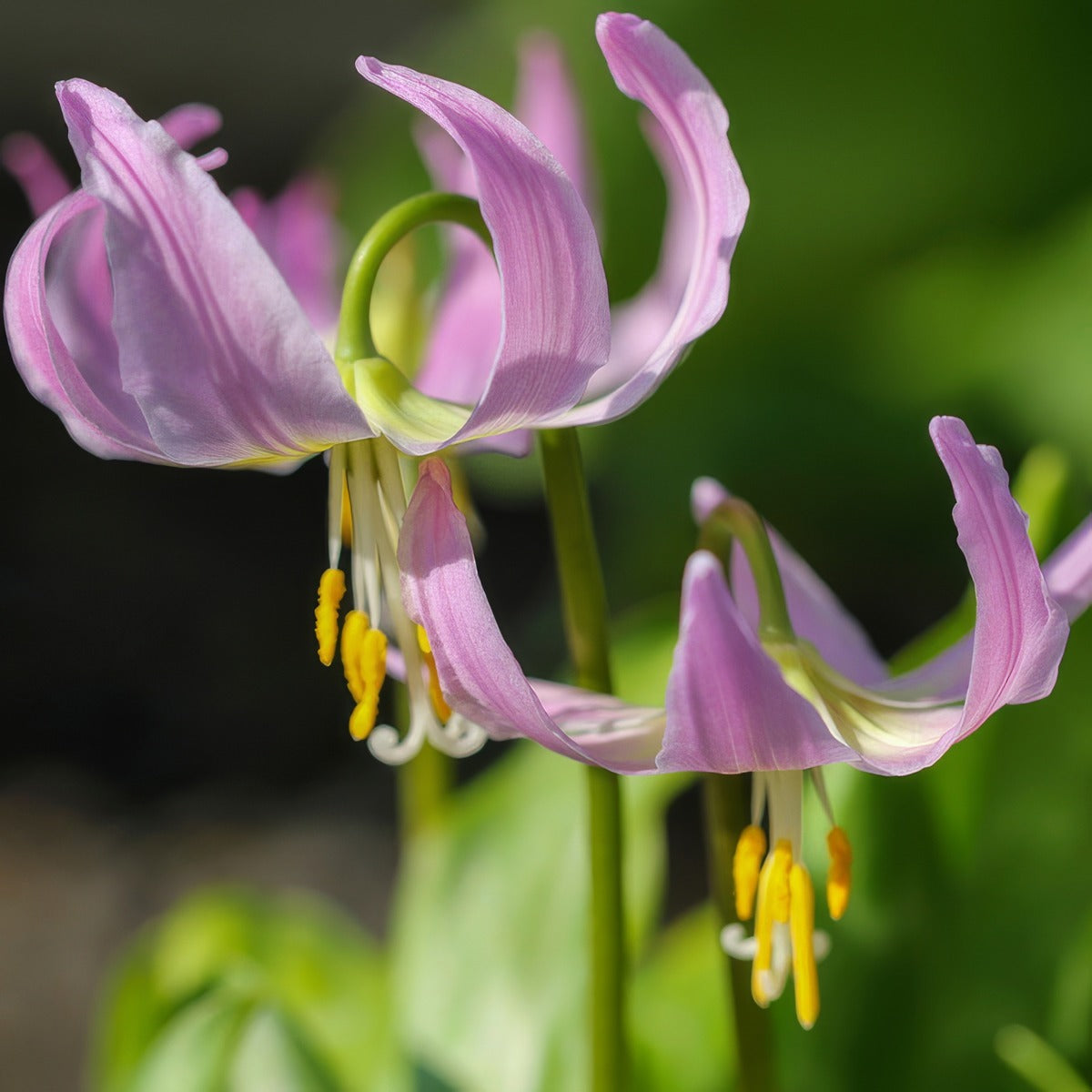 Erythronium Rose Beauty 2 Pkeryrbe 2026 - Garden Express Australia