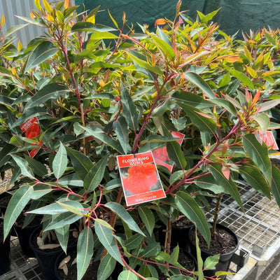 Eucalyptus Corymbia Baby Orange - Garden Express Australia