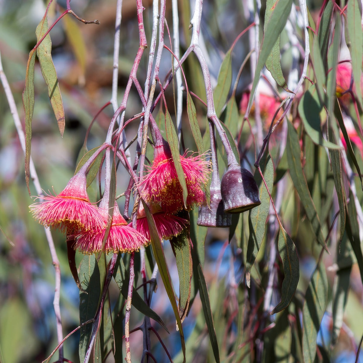 Eucalyptus Silver Princess Ppleucspr - Garden Express Australia