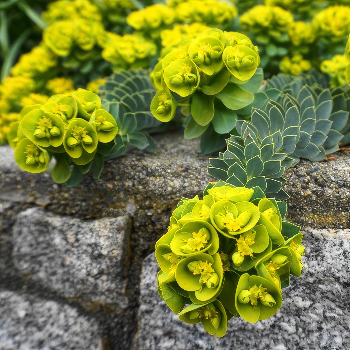 Euphorbia Myrsinites Myrtle Spurge Flowers - Garden Express Australia