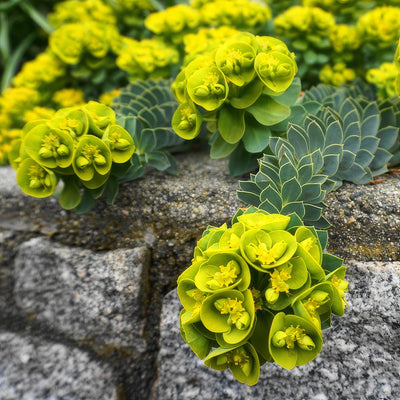 Euphorbia Myrsinites Myrtle Spurge Flowers - Garden Express Australia